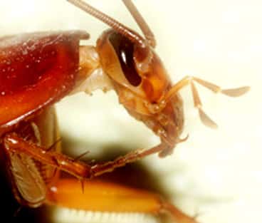 Kalorifer Böceğinden Nasıl Kurtulurum