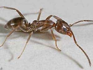 Karınca haşeresi İlaçlama