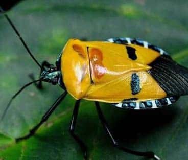 Sarı Böcekler Nasıl Yok Edilir