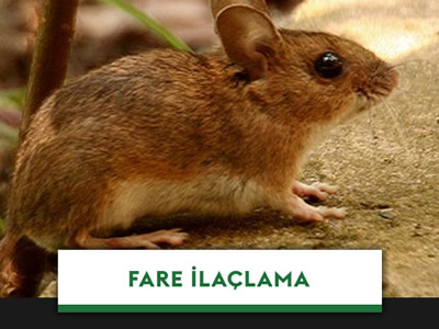 Fare İlaçlama İletişim