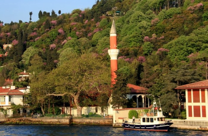 Vaniköy Fare İlaçlama