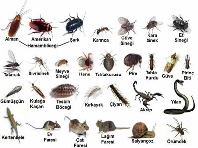 EV BÖCEKLERİ ÇEŞİTLERİ 