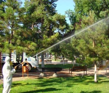 Ağaç İlaçlama