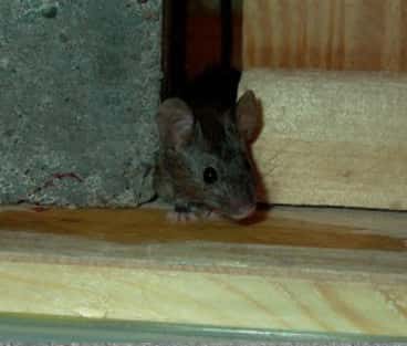 Apartmanda Fare